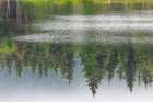 Alaska-Sitka Forest reflection in Swan Lake Art Print
